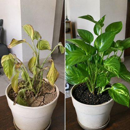 Fertivida | Revitalizador de Suelo y Nutrición para Plantas.